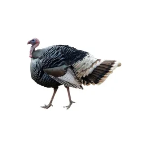 Turkey meat large poultry.